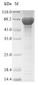 Greater than 85% as determined by SDS-PAGE.Recombinant Candida Glabrata Acetyl-Coa Carboxylase (AO440_004758) Protein (His)