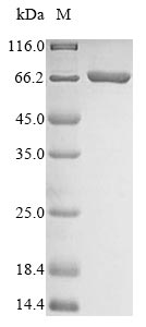 Greater than 90% as determined by SDS-PAGE.Recombinant Candida Albicans Acetyl-Coa Carboxylase (ACC1) Protein (His)