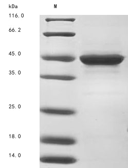 Greater than 85% as determined by SDS-PAGE.