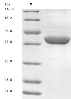 Greater than 85% as determined by SDS-PAGE.