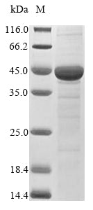 Greater than 85% as determined by SDS-PAGE.Recombinant Lentinula Edodes Peroxidase (MNP2C) Protein (His&Myc)