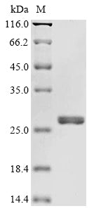 Greater than 85% as determined by SDS-PAGE.