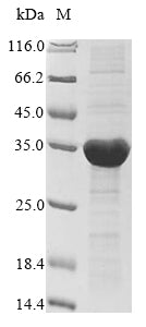 Greater than 85% as determined by SDS-PAGE.Recombinant Nostoc Sp. All1616 Protein (ALL1616) Protein (His&Myc)