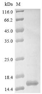 Greater than 85% as determined by SDS-PAGE.Recombinant Oreochromis Niloticus Leptin B (LEPB)
