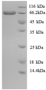Greater than 90% as determined by SDS-PAGE.