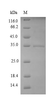 Greater than 90% as determined by SDS-PAGE.Recombinant Bacillus Subtilis Uncharacterized Protein Yuab (YUAB) Protein (His-SUMO)