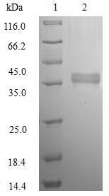 Greater than 90% as determined by SDS-PAGE.Recombinant E.Coli Oxidoreductase Ydhf (YDHF) Protein (His)