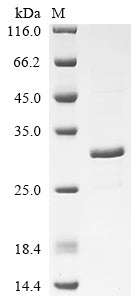 Greater than 90% as determined by SDS-PAGE.Recombinant E.Coli Probable Phospholipid-Binding Lipoprotein Mlaa (MLAA) Protein (His)