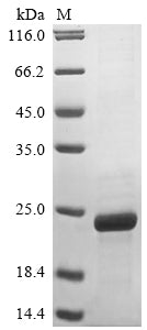 Greater than 85% as determined by SDS-PAGE.Recombinant Vaccinia Virus Protein A33 (A33R) Protein (His&Myc)