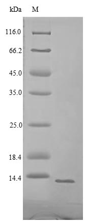 Greater than 85% as determined by SDS-PAGE.Recombinant Enterobacteria Phage H19B Shiga-Like Toxin 1 Subunit B (STXB) Protein (His)