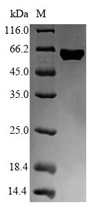 Greater than 90% as determined by SDS-PAGE.Recombinant E.Coli Flagellin (FLIC) Protein (His-SUMO)