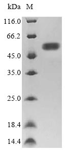 Greater than 85% as determined by SDS-PAGE.Recombinant E.Coli Flagellin (FLIC)