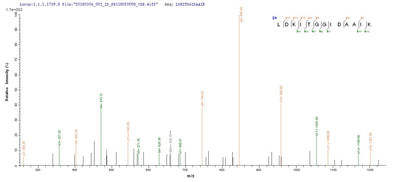 Based on the SEQUEST from database of E.coli host and target protein, the LC-MS/MS Analysis result of this product could indicate that this peptide derived from E.coli-expressed Mycoplasma pneumoniae (strain ATCC 29342 / M129) dnaK.