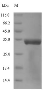 Greater than 90% as determined by SDS-PAGE.