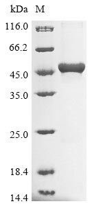 Greater than 85% as determined by SDS-PAGE.