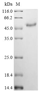 Greater than 90% as determined by SDS-PAGE.