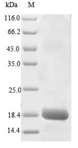 Greater than 85% as determined by SDS-PAGE.