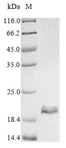 Greater than 90% as determined by SDS-PAGE.