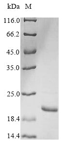 Greater than 90% as determined by SDS-PAGE.