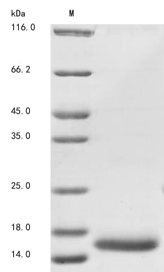Greater than 90% as determined by SDS-PAGE.