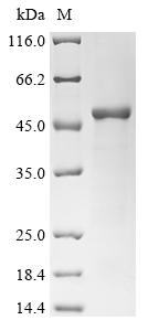 Greater than 90% as determined by SDS-PAGE.Recombinant Measles Virus Fusion Glycoprotein F0 (F) Protein (His)