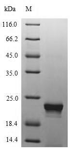 Greater than 90% as determined by SDS-PAGE.