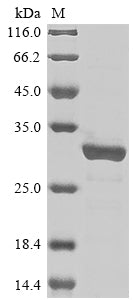 Greater than 85% as determined by SDS-PAGE.Recombinant Mycobacterium Tuberculosis Pp2C-Family Ser/Thr Phosphatase (PSTP) Protein (His)