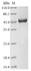 Greater than 85% as determined by SDS-PAGE.Recombinant Mycoplasma Pneumoniae P30 Adhesin (P30) Protein (His-GST)