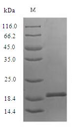 Greater than 90% as determined by SDS-PAGE.