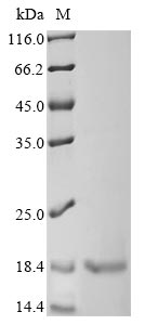 Greater than 90% as determined by SDS-PAGE.Recombinant Lactobacillus Plantarum Bacteriocin Plantaricin-A (PLNA) Protein (His-SUMO&Myc)