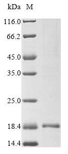 Greater than 90% as determined by SDS-PAGE.Recombinant Bacillus Cereus Enterotoxin Protein (His-KSI)
