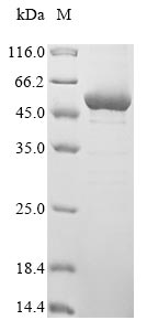 Greater than 85% as determined by SDS-PAGE.Recombinant Legionella Pneumophila 60 Kda Chaperonin (GROL) Protein (His)