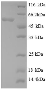 Greater than 90% as determined by SDS-PAGE.