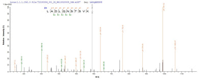 Based on the SEQUEST from database of E.coli host and target protein, the LC-MS/MS Analysis result of this product could indicate that this peptide derived from E.coli-expressed Mycoplasma pneumoniae (strain ATCC 29342 / M129) pepA.Recombinant Mycoplasma Pneumoniae Probable Cytosol Aminopeptidase (PEPA) Protein (His-SUMO)
