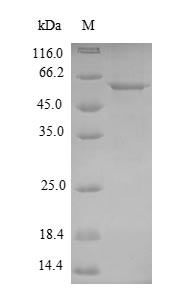 Greater than 90% as determined by SDS-PAGE.Recombinant Mycoplasma Pneumoniae Probable Cytosol Aminopeptidase (PEPA) Protein (His-SUMO)