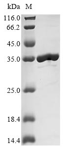 Greater than 90% as determined by SDS-PAGE.