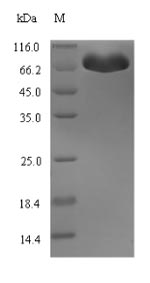 Greater than 90% as determined by SDS-PAGE.Recombinant E.Coli Bifunctional Protein Hlde (HLDE) Protein (His-SUMO)
