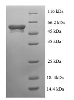 Greater than 90% as determined by SDS-PAGE.
