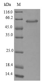 Greater than 90% as determined by SDS-PAGE.Recombinant E.Coli Glutaminase 1 (GLSA1) Protein (His-GST)