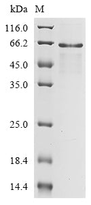 Greater than 85% as determined by SDS-PAGE.Recombinant Enterobacteria Phage M13 Attachment Protein G3P (III) Protein (His)