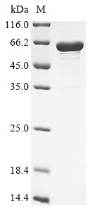 Greater than 85% as determined by SDS-PAGE.