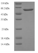 Greater than 90% as determined by SDS-PAGE.
