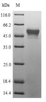Greater than 90% as determined by SDS-PAGE.