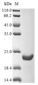 Greater than 90% as determined by SDS-PAGE.Recombinant E.Coli Hemolysin E, Chromosomal (HLYE) Protein (His)