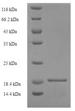 Greater than 90% as determined by SDS-PAGE.Recombinant Alternaria Alternata Major Allergen Alt A 1 (ALTA1) Protein (His)