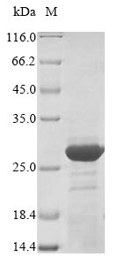Greater than 85% as determined by SDS-PAGE.