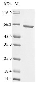 Greater than 85% as determined by SDS-PAGE.Recombinant Gossypium Hirsutum B3 Domain-Containing Transcription Factor Lec2-Like (LOC107913963) Protein (His&Myc)