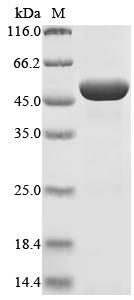 Greater than 85% as determined by SDS-PAGE.