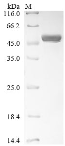Greater than 90% as determined by SDS-PAGE.