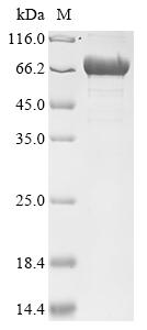 Greater than 85% as determined by SDS-PAGE.